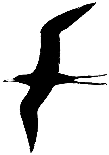 Frigate bird vektor illustration
